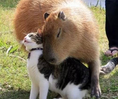 吉气东来家乡美，猜一动物—揭晓谜底，东方瑞兽麒麟