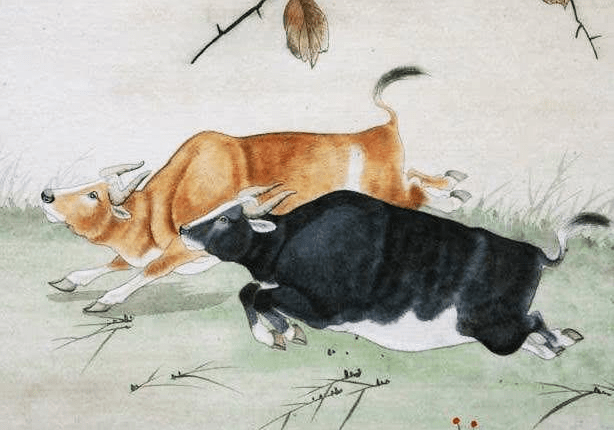 懦弱的生肖动物，绝佳解释落实