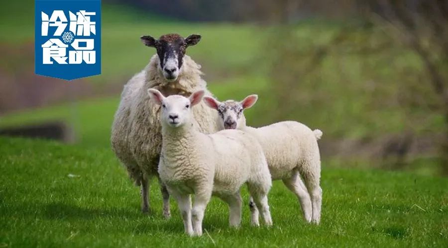 揭秘未字背后的生肖奥秘，探寻属羊之谜