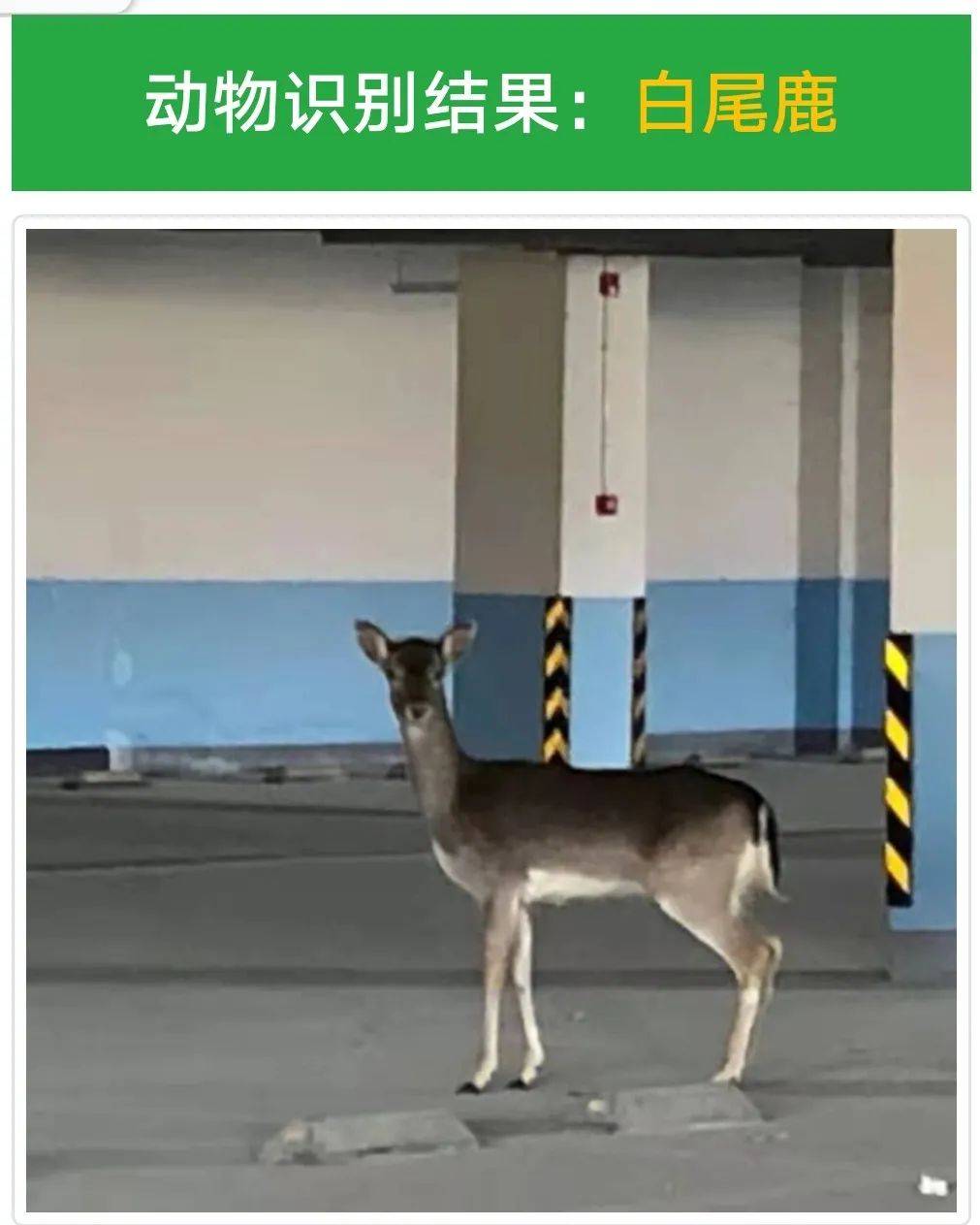 身分不明猜一动物，绝佳作答落实解释