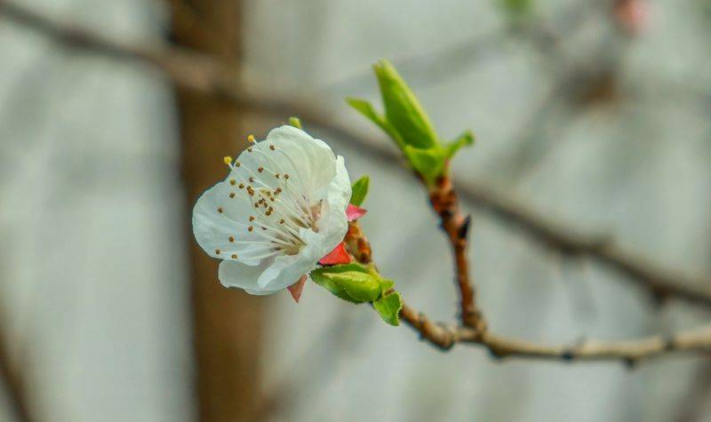 春风桃李又开花猜一生肖，揭秘如何选择并落实正确的