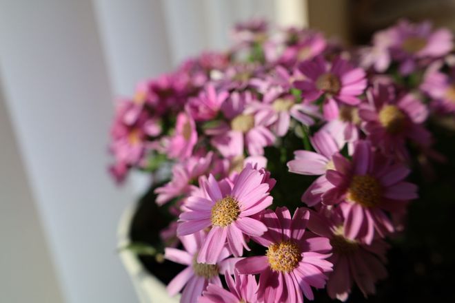 满脸生花，揭秘生肖谜题中的智慧与艺术