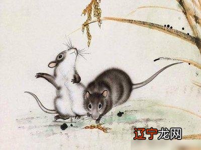 老鼠与哪些生肖相冲，深度解析与文化落实
