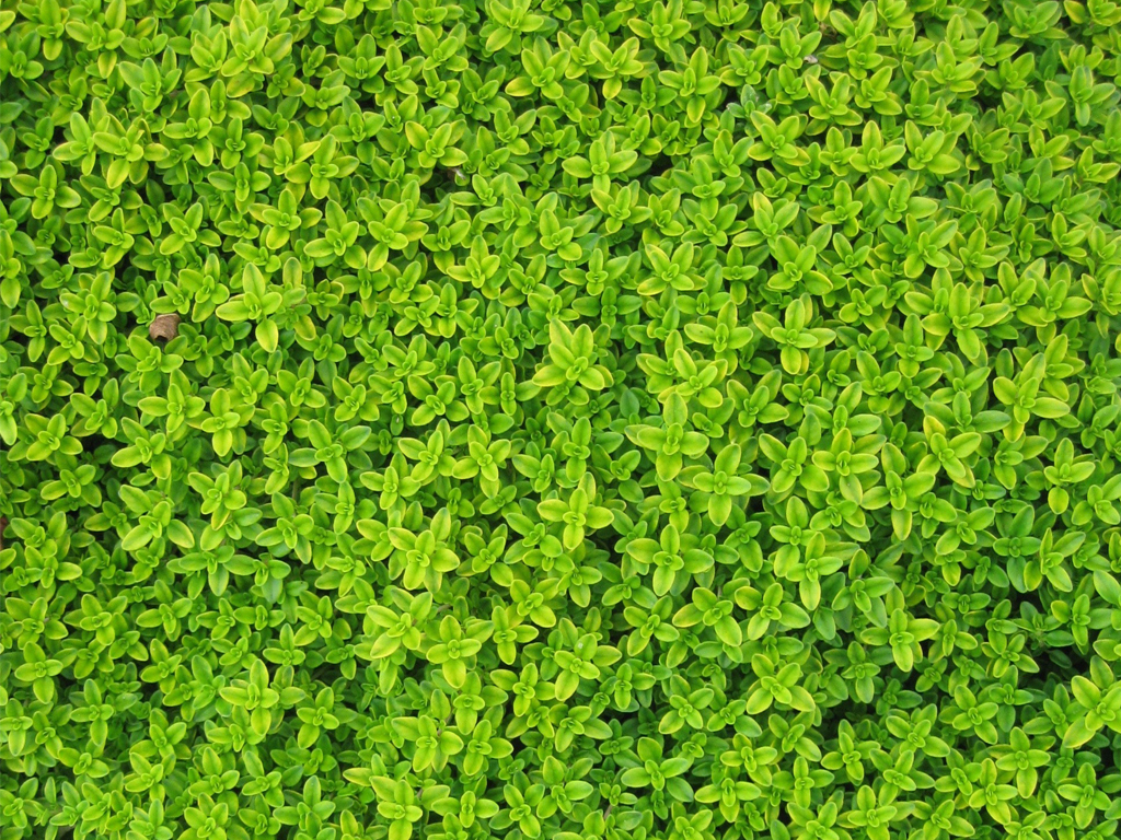 青草绿叶布满地，生肖之谜的深度解析