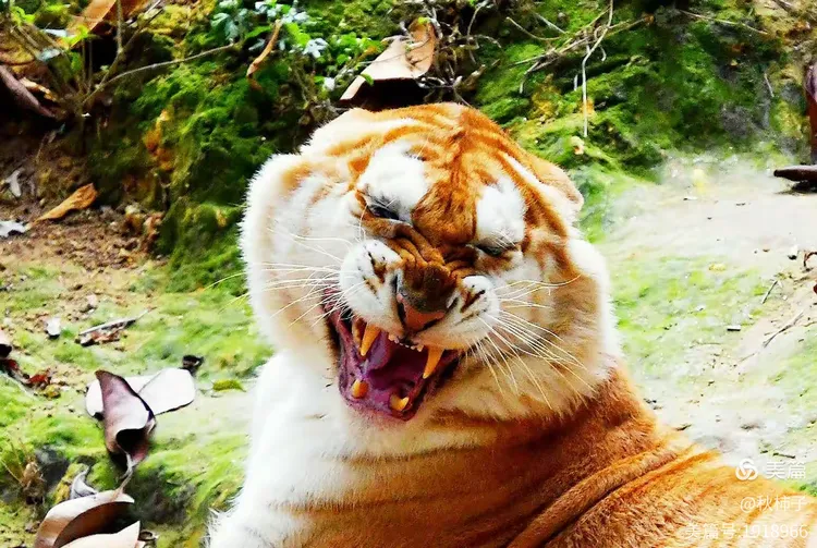 威风凛凛猜一动物，解释与落实的和谐共舞