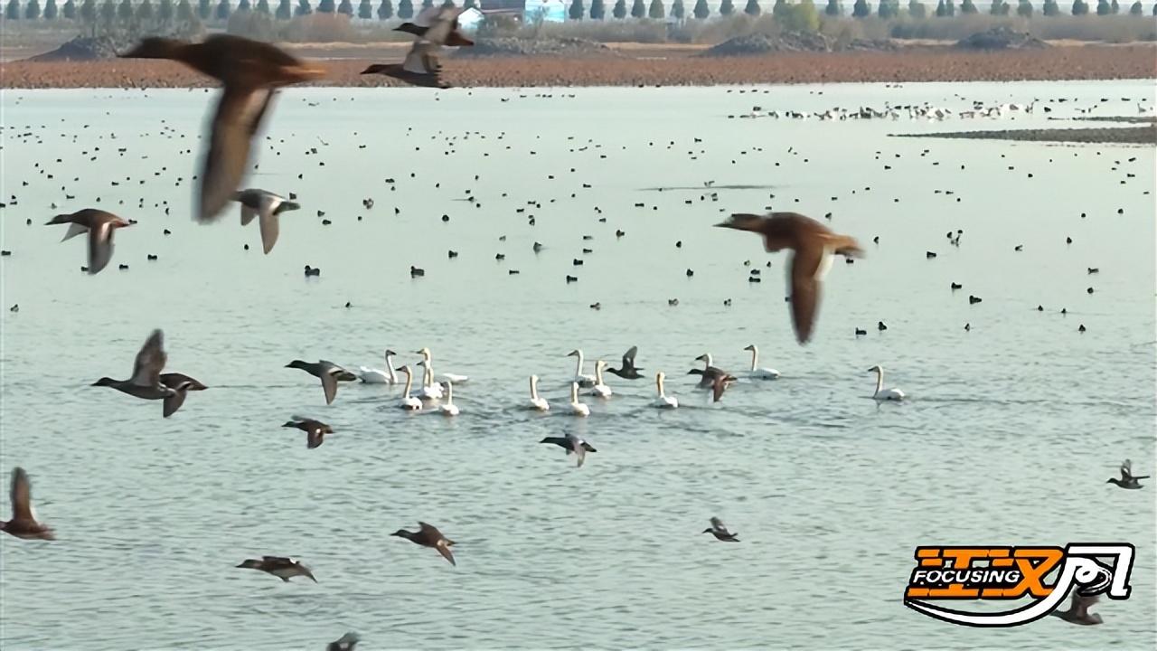 生生不息猜一动物?热议解释落实