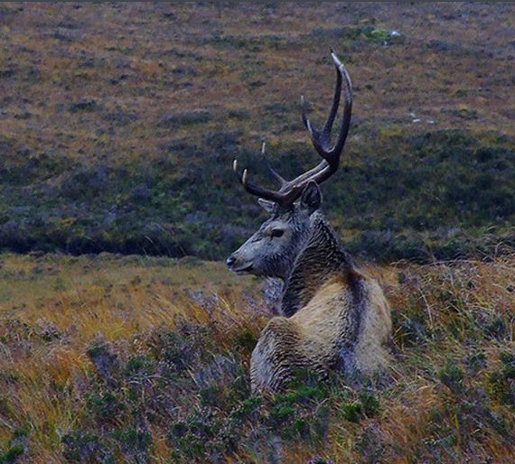 指鹿为马，一场文化寓言中的动物隐喻与深层解读