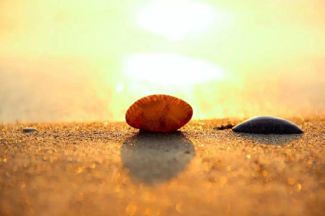 以柔克刚的智慧—生肖兔在时代变迁中的灵活与韧性