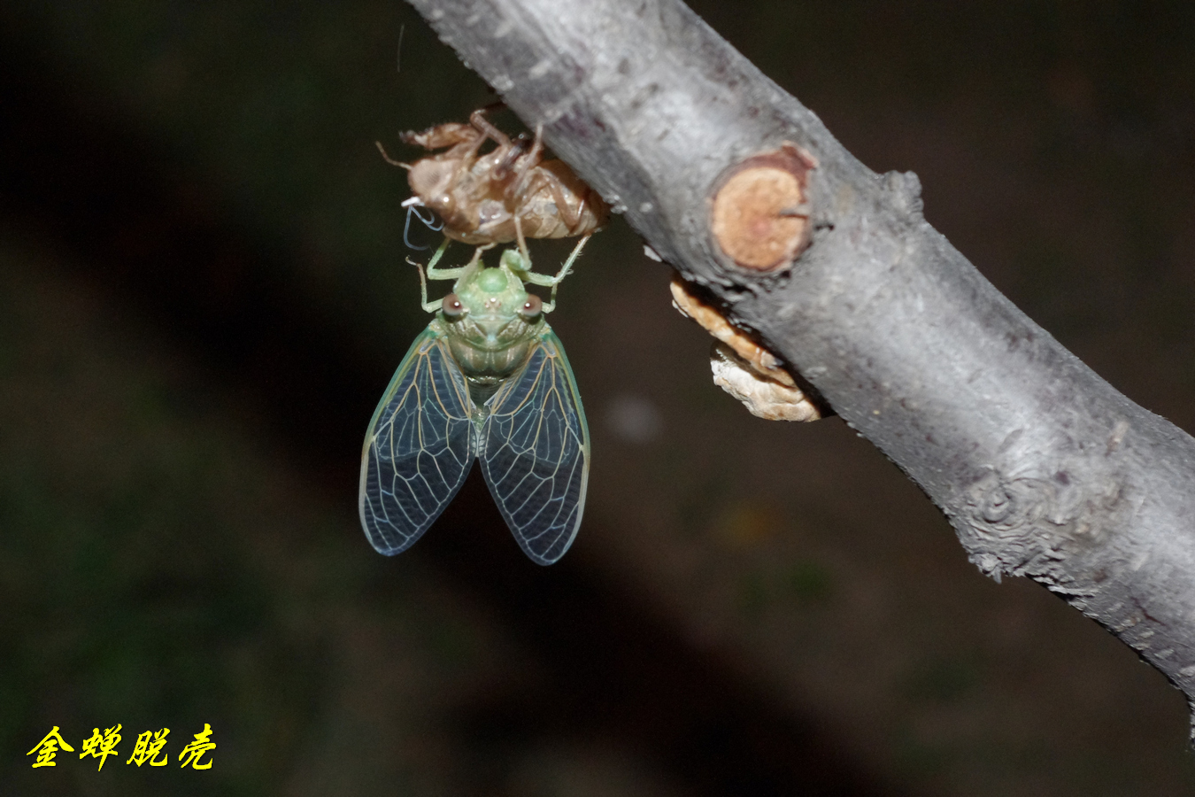 金蝉脱壳与生肖之谜,实证解析与文化寓意 金蝉脱壳与生肖之谜,实证解析与文化寓意