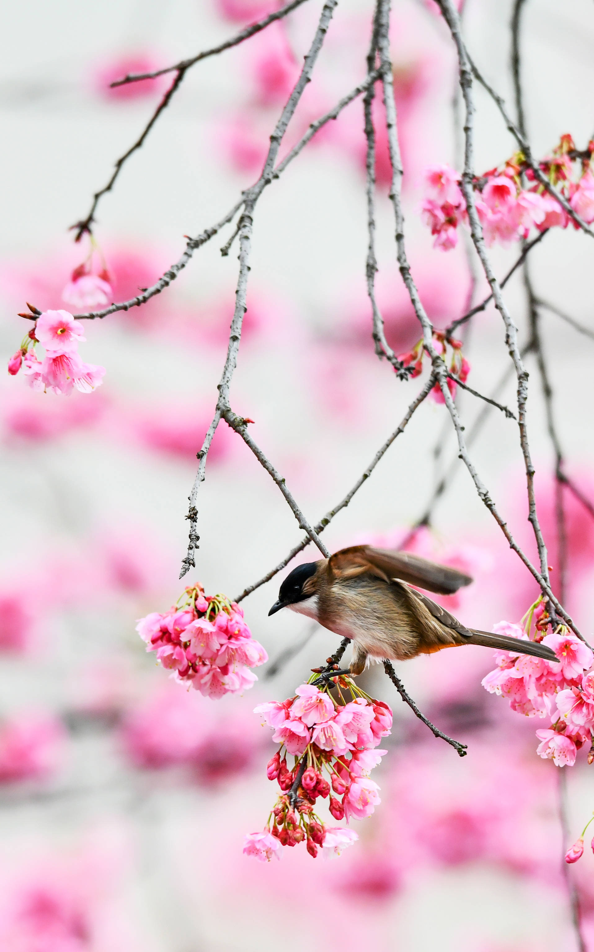 鸟语花香解生肖之谜