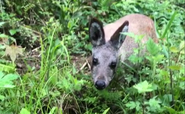 身分不明猜一动物，绝佳作答落实解释