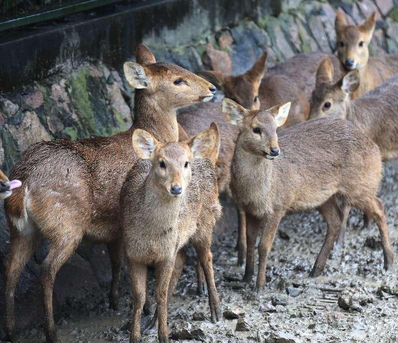 飞禽走兽,生肖文化中的动物世界 飞禽走兽,生肖文化中的动物世界