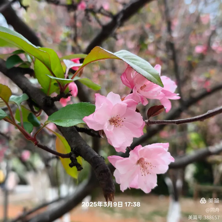 赏花分明铁无私，猜一生肖的智慧之旅