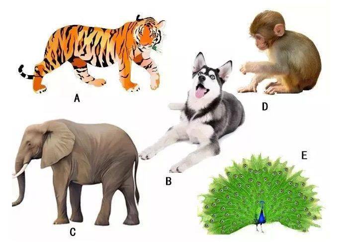 心灵手巧猜一动物，热议作答落实解释