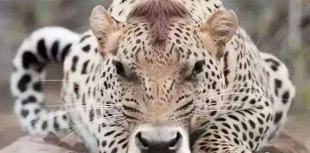 木金有钱两头找猜一动物，奥秘解释落实