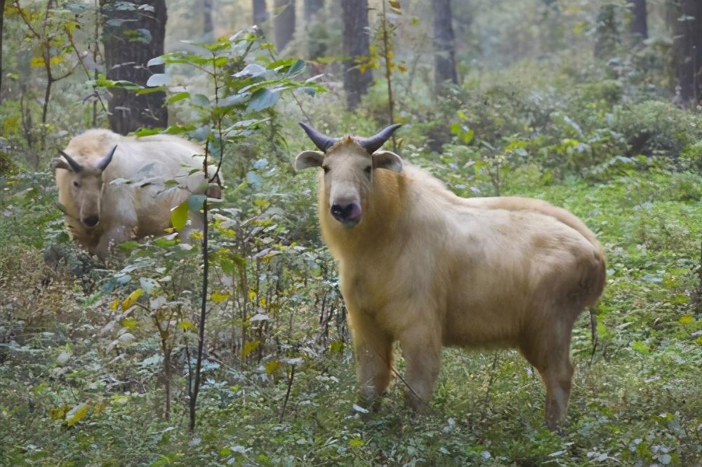 名列前茅猜一动物，理想作答落实解释