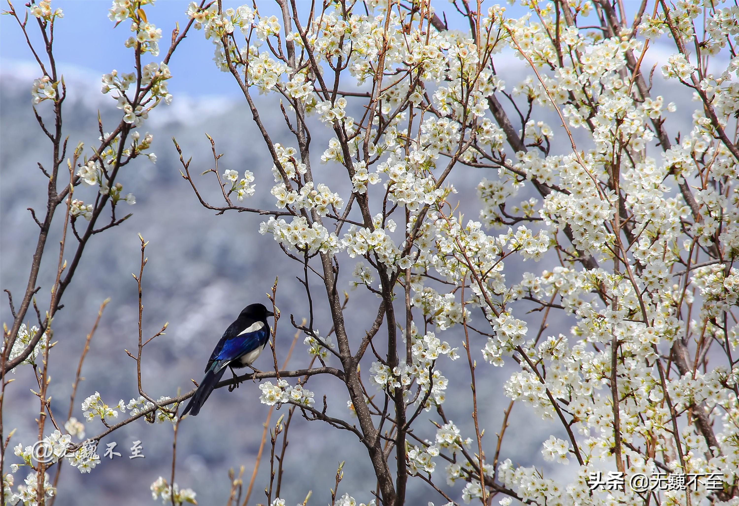 雨打梨花打一正确生肖，深度解析与智慧思考
