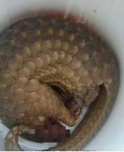 单枪匹马—生肖动物中的孤胆英雄