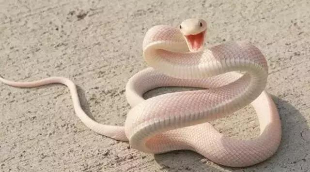 五湖广海在天涯—揭秘生肖之谜