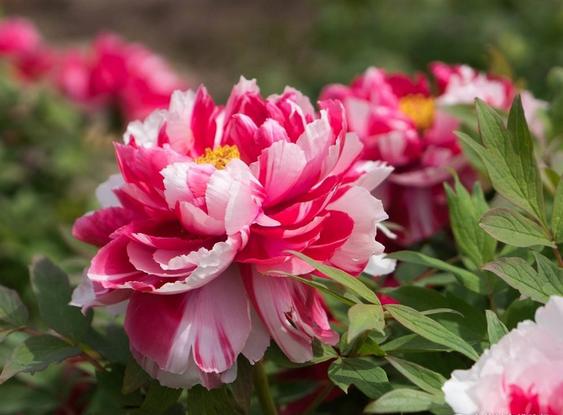 东山再起，揭秘与生肖的神秘联系