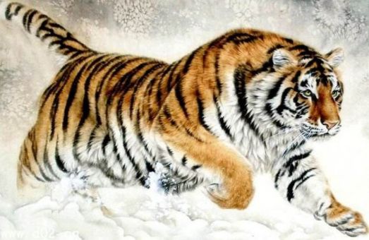 白眼狼打一生肖，深度解析与智慧思考