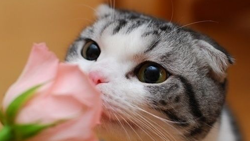 猫，生肖中的神秘使者