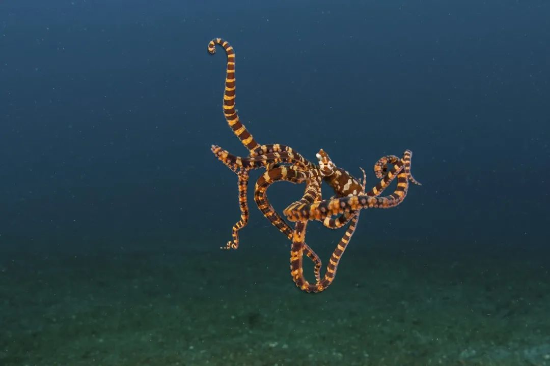 声东击西指的是什么生肖，一场误导解释的落实与反思