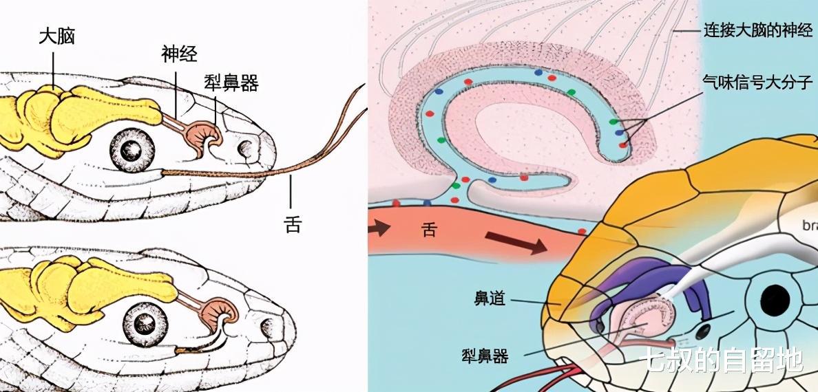 装腔作势与生肖的微妙联系，揭秘蛇的独特之处