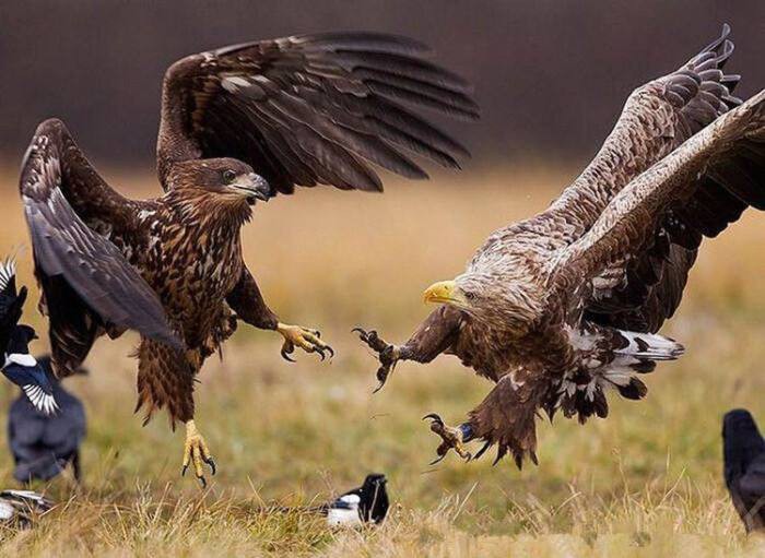 狭路相逢猜一动物，智慧与勇气的较量