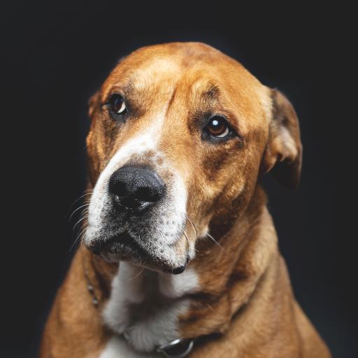 抱诚守真,揭秘如何选择并落实正确的忠实之友—狗 抱诚守真,揭秘如何选择并落实正确的忠实之友—狗