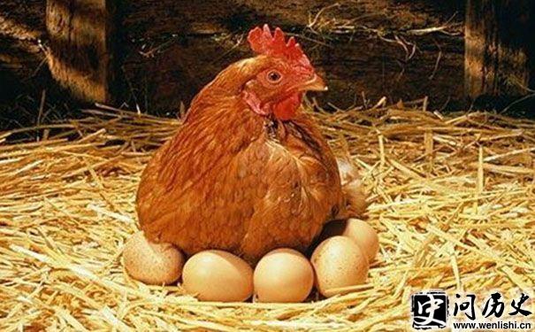 母鸡下蛋与生肖之谜，一次文化与科学的奇妙碰撞