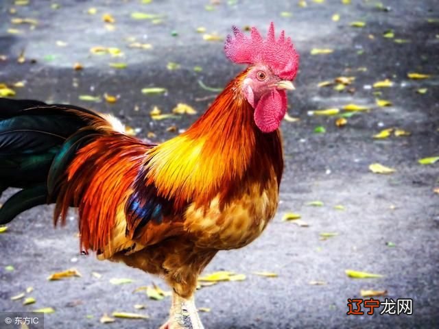 鸡的贵人是什么生肖，社会进步与文化解析