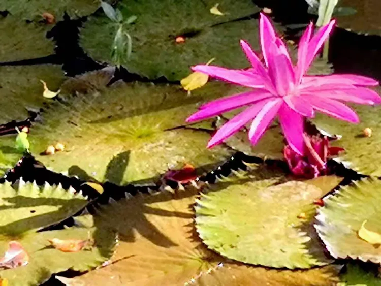 萍水相逢的生肖之谜，探寻十二生肖中的神秘邂逅