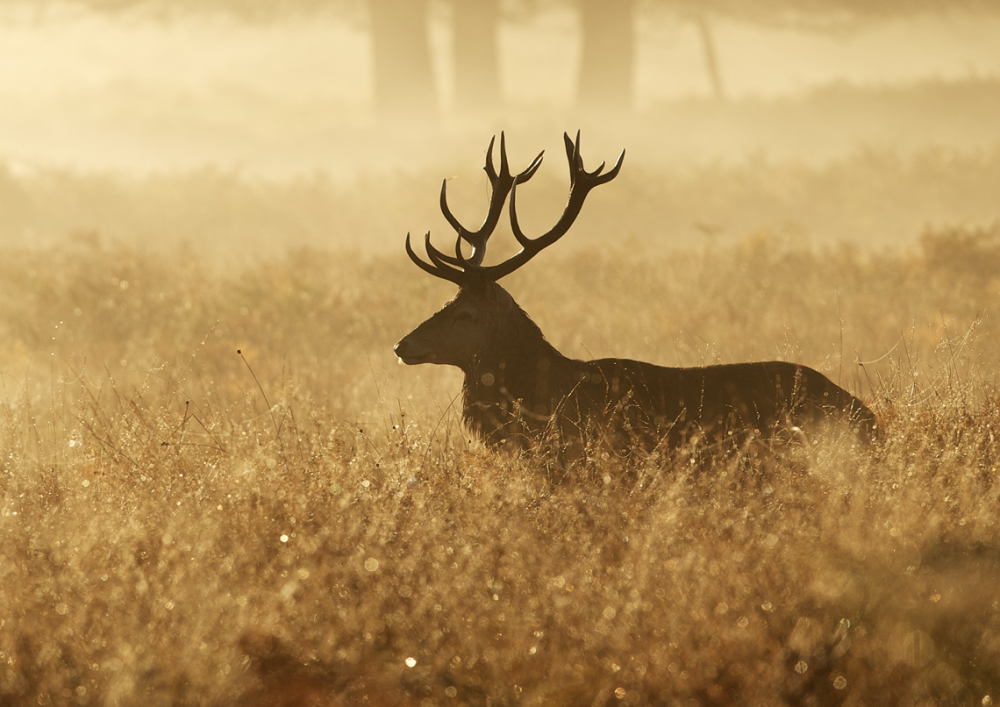 指鹿为马，一场文化寓言中的动物隐喻与深层解读