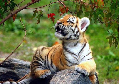 刻鹄不成，揭秘新型作答背后的动物智慧与文化寓意