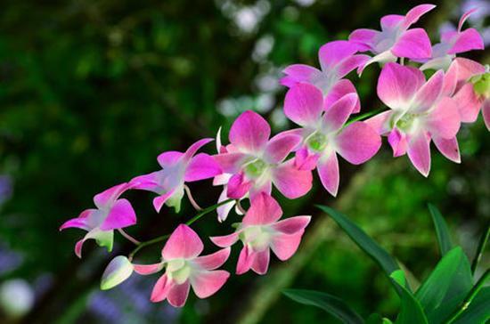 花叶尽落残枝留打一正确生肖，经典解释作答落实