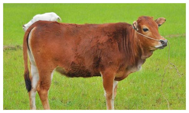 与牛三合生肖，专业作答落实解释