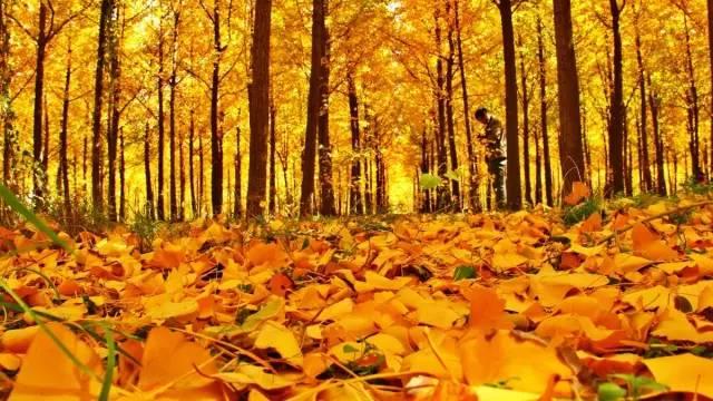 揭秘西风残照背后的生肖奥秘