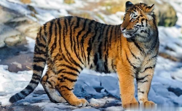 揭秘龙女与生肖的绝配情缘，探寻最佳生肖伴侣