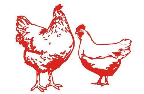 牝鸡司晨猜一最佳生肖，友爱作答落实解释