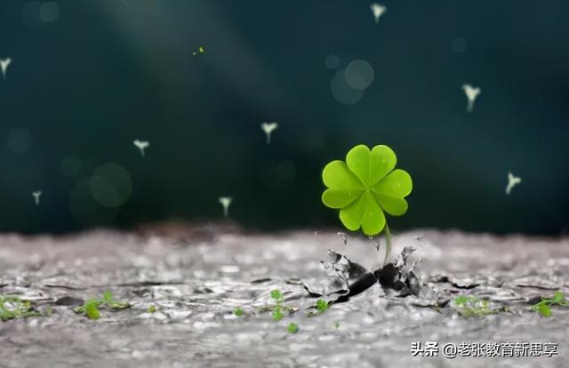 以柔克刚的智慧—生肖兔在时代变迁中的灵活与韧性