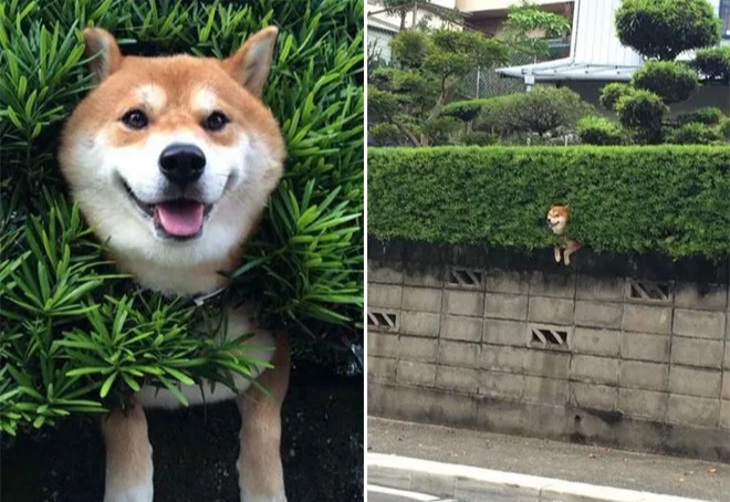 浮文套语打一正确生肖，中蕴含的哲理