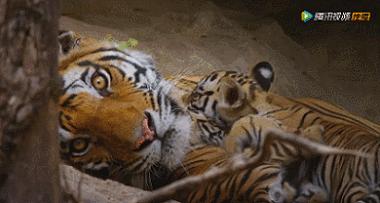 明争暗斗猜一动物，神秘解释落实