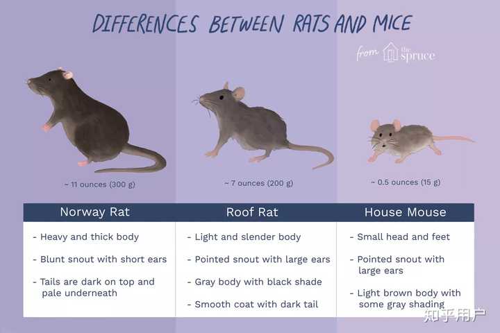 跋山涉水，探寻生肖中的智慧与勇气—以鼠为例的深度解析
