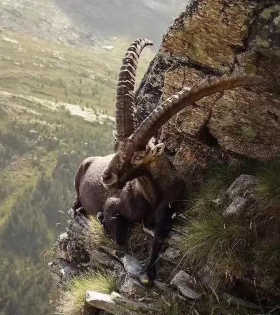 揭秘等闲视之背后的神秘动物—探秘与解密 揭秘等闲视之背后的神秘动物—探秘与解密