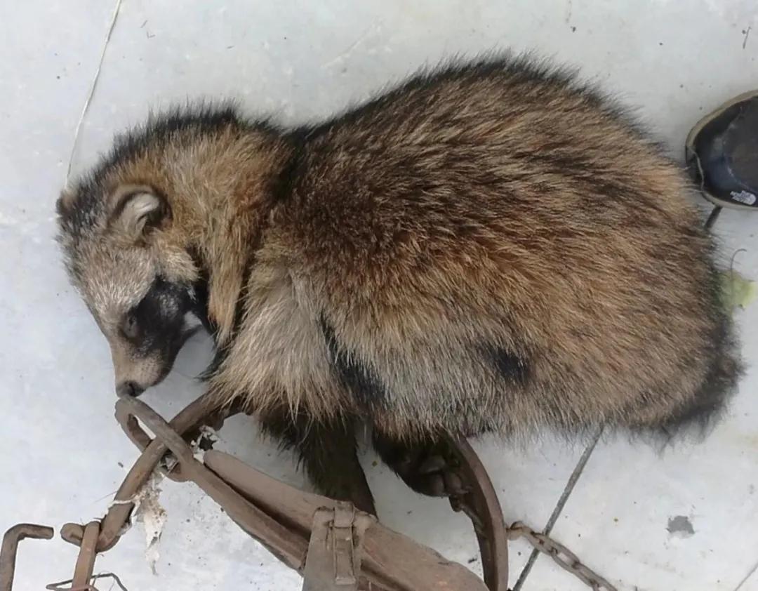 皮开肉绽猜一动物,理想作答与现实解释的奇妙碰撞 皮开肉绽猜一动物,理想作答与现实解释的奇妙碰撞