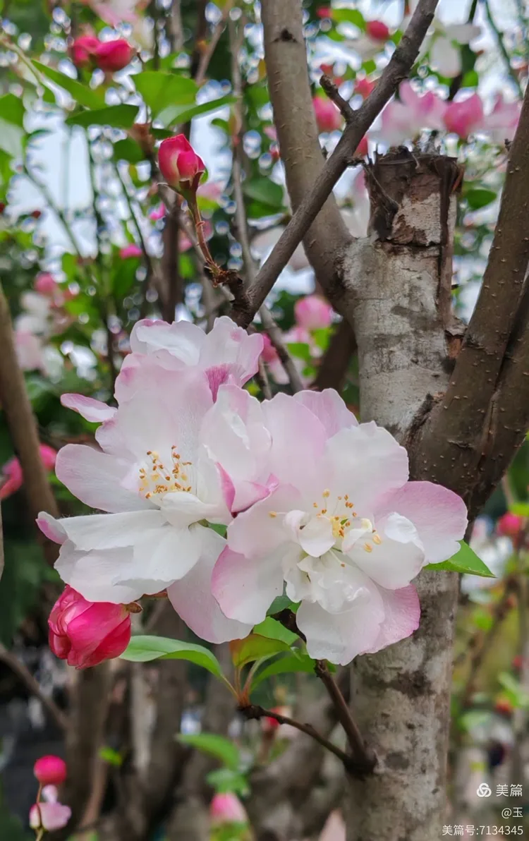 赏花分明铁无私，猜一生肖的智慧之旅