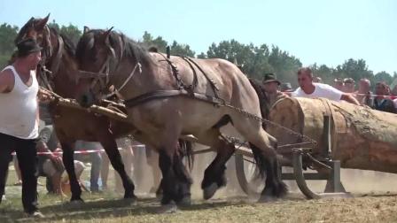 冲锋陷阵的生肖，勇往直前的马