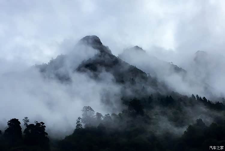雾隐谜踪，五里云雾中的神秘动物