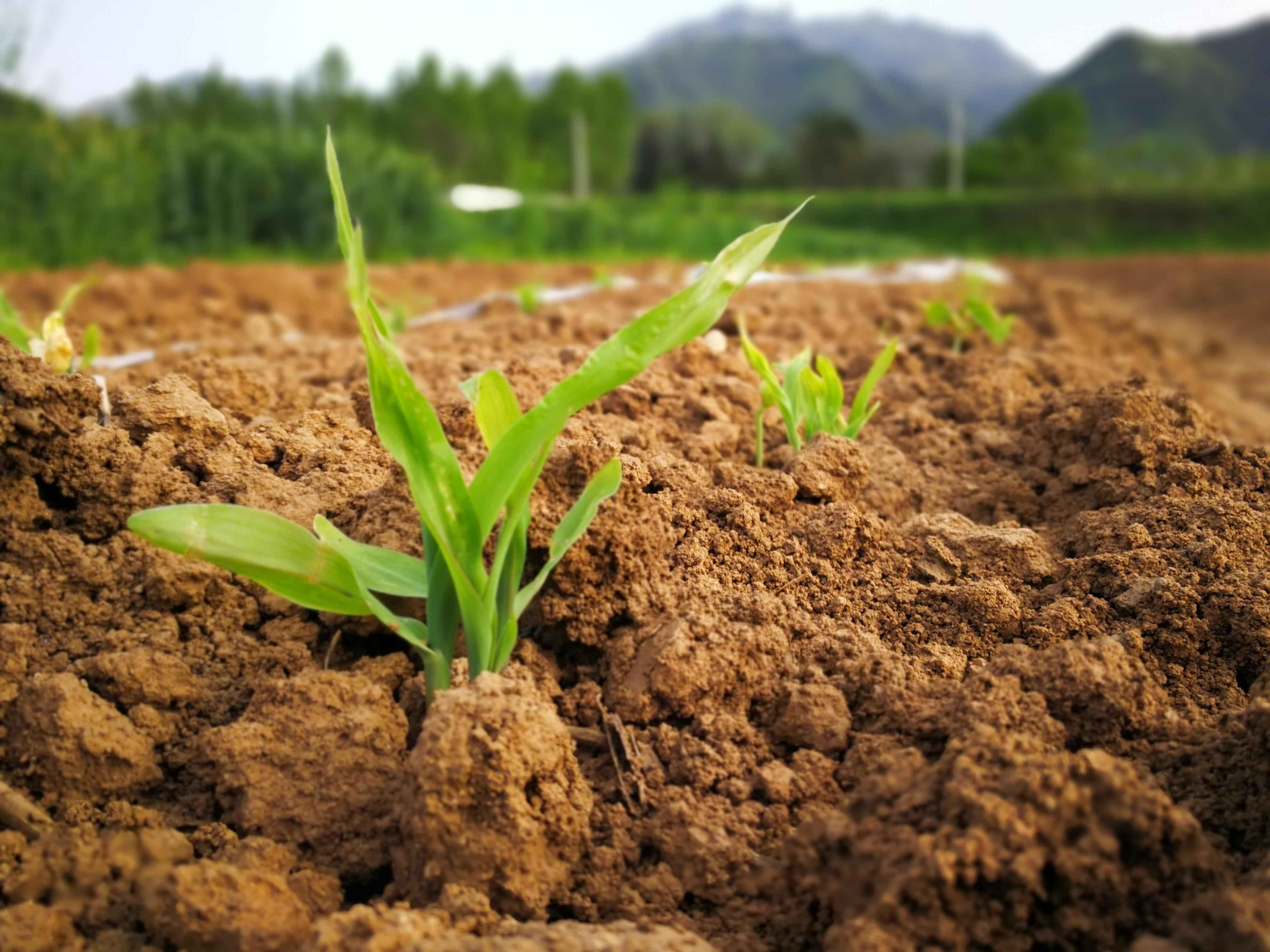 五行旺土，揭秘生肖背后的奥秘